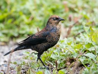 Q0I7523c  Rusty Blackbird (Euphagus carolinus) - fall/winter male